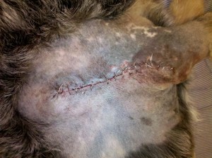 Pepper's Incision